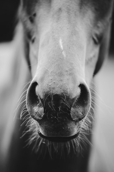 马的灰度照片